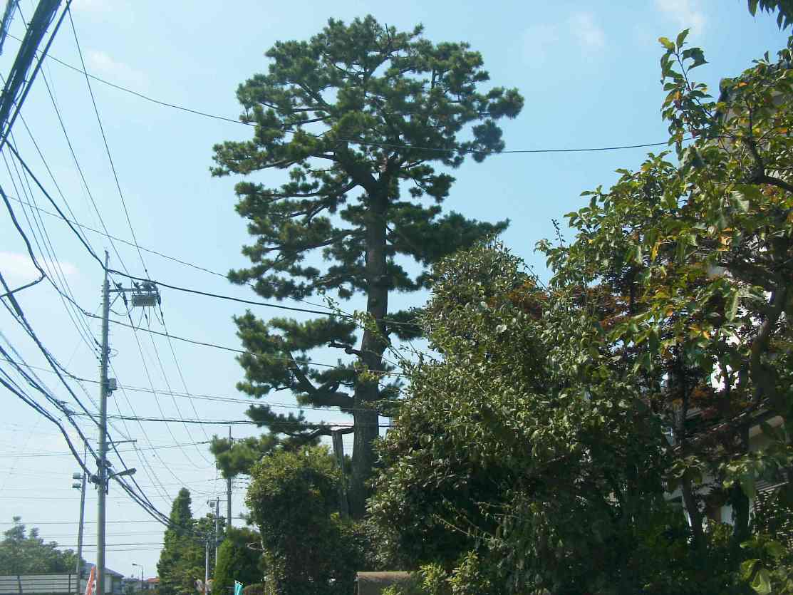 保存樹木（クロマツ）の写真の画像