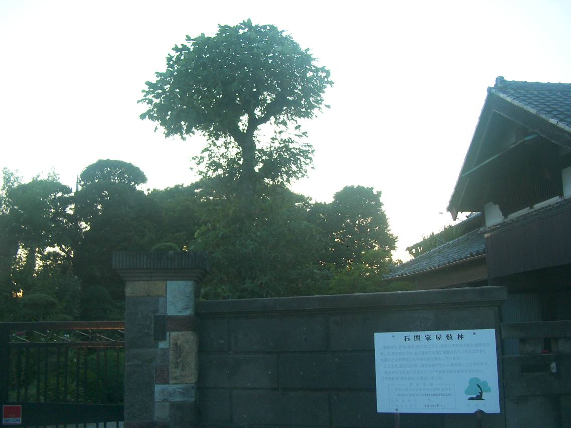 保存樹林（スダジイ、ケヤキ、クスノキ、シラカシ等）の写真の画像