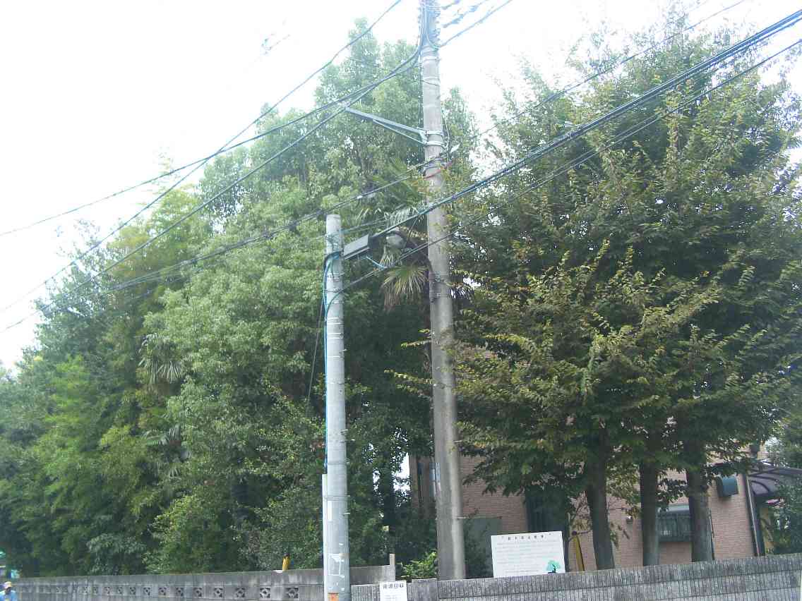 保存樹林（ケヤキ、エノキ、マダケ、スダジイ等）の写真の画像