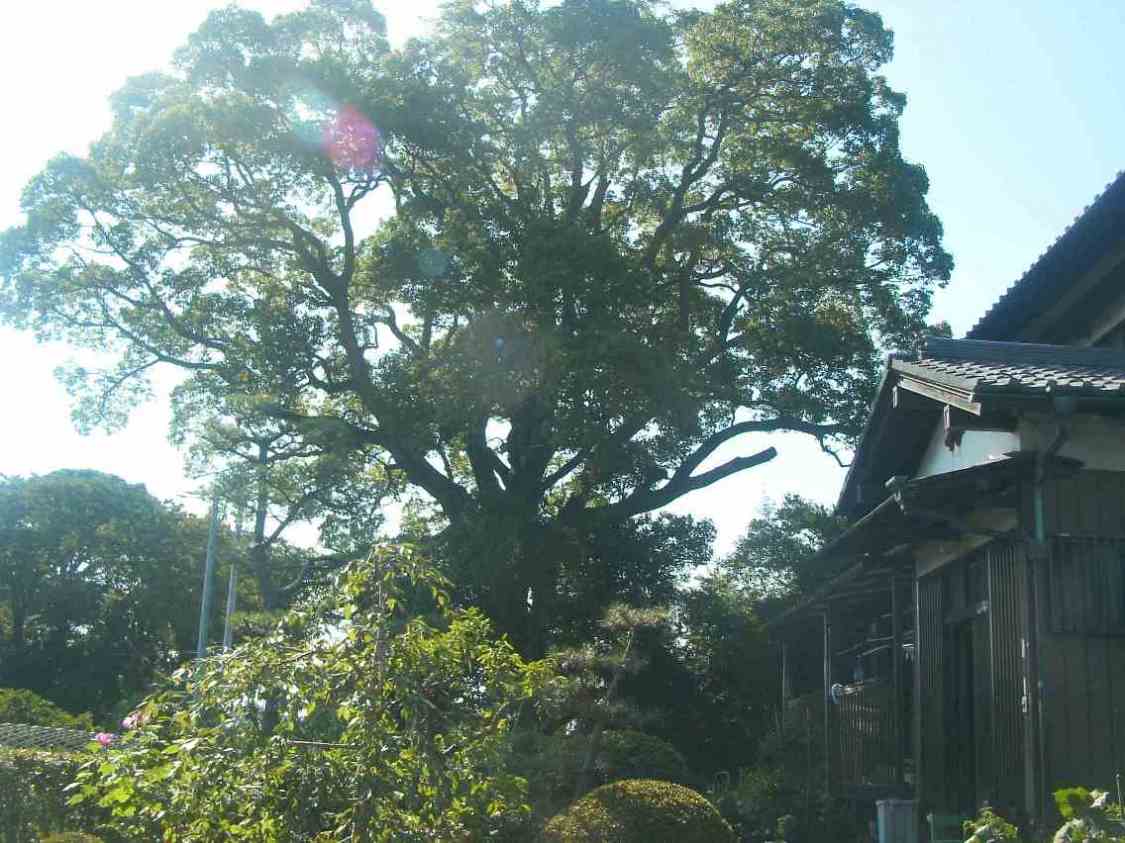 保存樹木（クスノキ）の写真の画像
