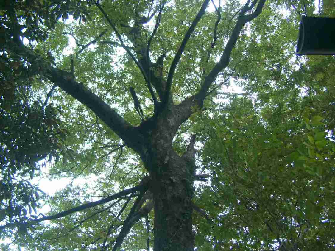 保存樹木（ケヤキ）の写真の画像