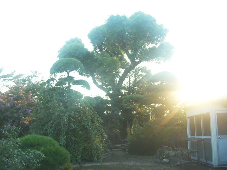 保存樹木（クスノキ）の写真の画像