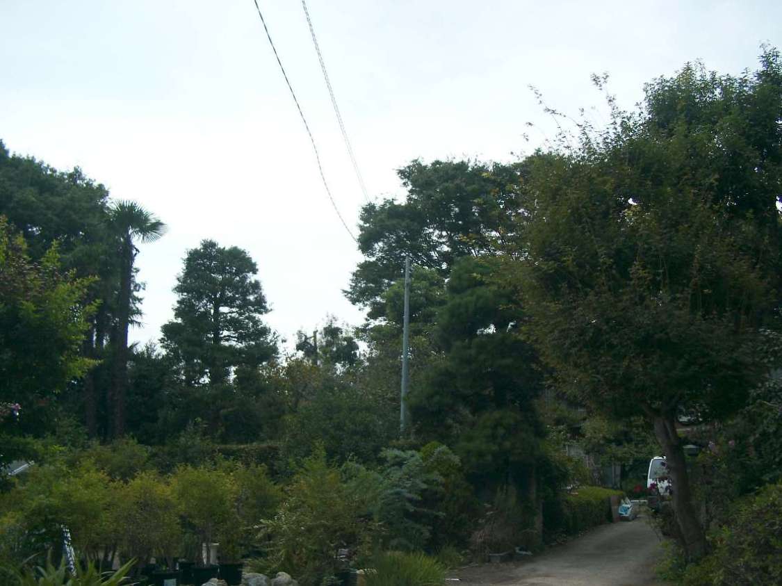 保存樹林（ケヤキ、シラカシ、ムクノキ等）の写真の画像