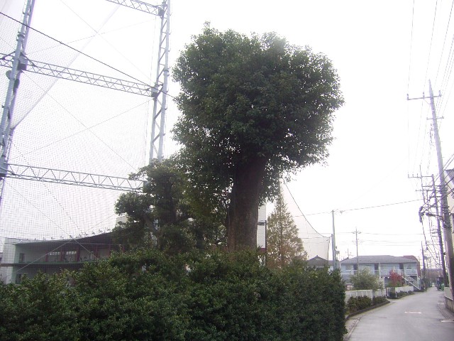 保存樹木（クスノキ）の写真の画像