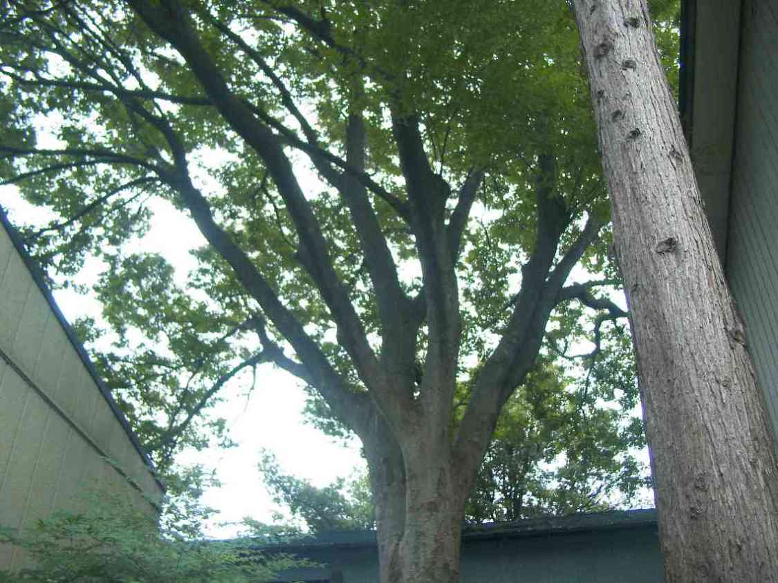 保存樹木（ケヤキ）の写真の画像