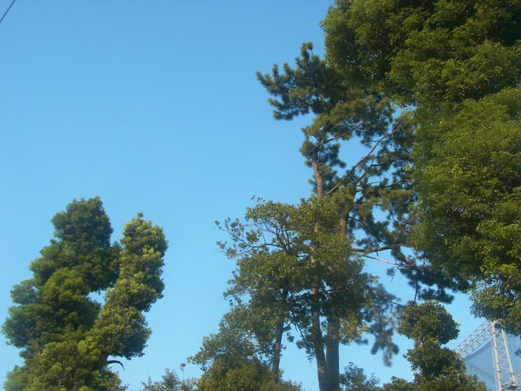 保存樹木（クロマツ）の写真の画像