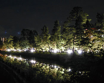 ライトアップされた草加松原の画像