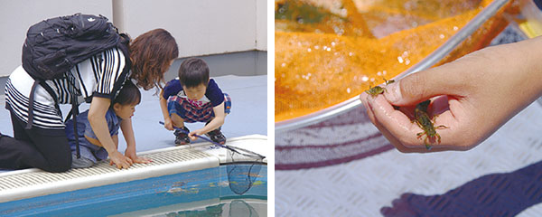 ヤゴを救え！救出大作戦！の様子