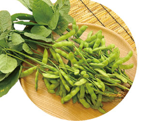 枝豆