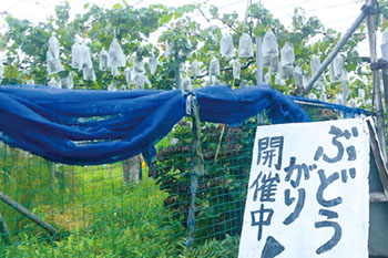ふれあい収穫体験