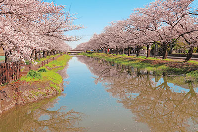 葛西用水沿いの桜並木